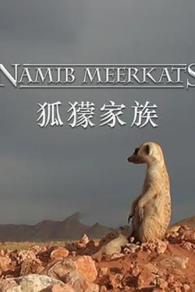 狐獴家族 Clan of the Meerkat (2010) 海报