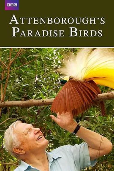 爱登堡的极乐鸟世界 Attenborough's Paradise Birds (2015) 海报