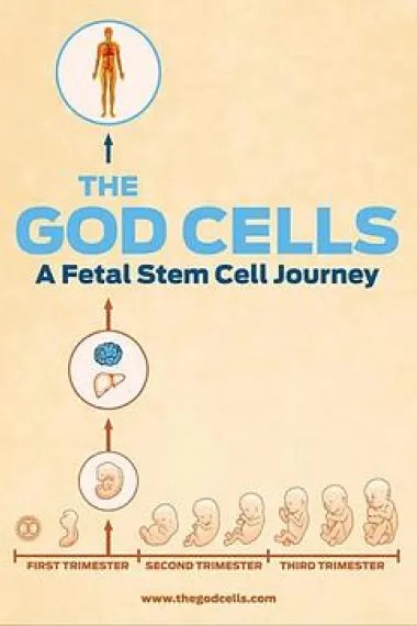 生死之争：胎儿干细胞 The God Cells (2017) 海报