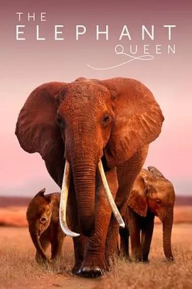 大象女王 The Elephant Queen (2019) 海报