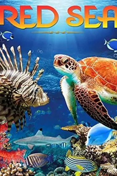 红海（4K） Red Sea 4K Red Sea 4K (2016) 海报