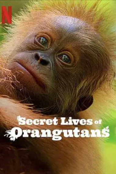 红毛猩猩的秘密生活 Secret Lives of Orangutans (2024) 海报