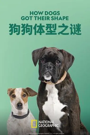 狗狗体型之谜 How Dogs Got Their Shapes (2016) 海报