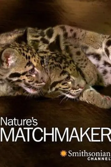 自然界的媒人 Nature's Matchmaker (2011) 海报