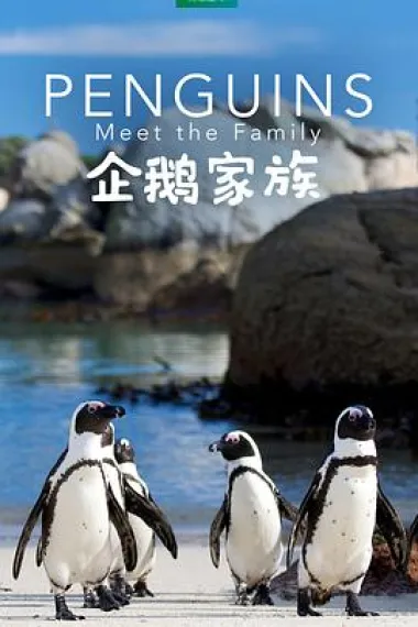 企鹅家族 Penguins: Meet the Family (2020) 海报