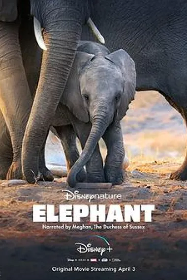 大象 Elephant (2020) 海报