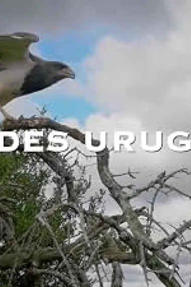 Uruguay sauvage (2020) 海报