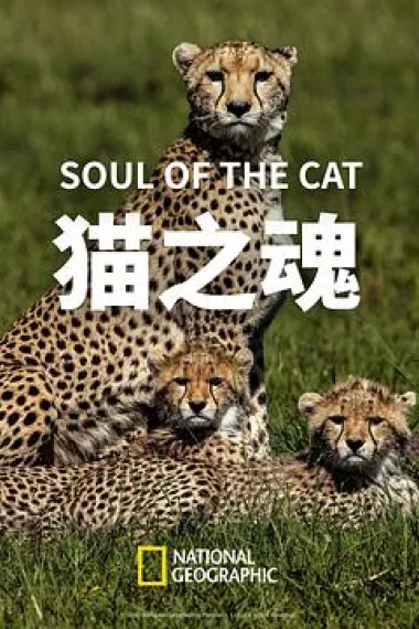 猫之魂 "Big Cat Week" Soul of the Cat (2017) 海报