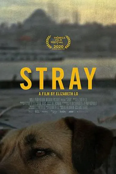 在迷途 Stray (2020) 海报