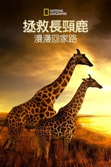 营救长颈鹿之漫漫归途 Saving Giraffes: The Long Journey Home (2022) 海报